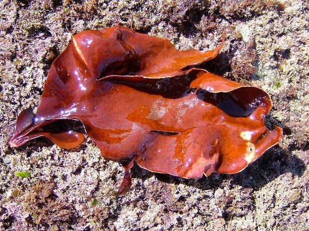 Dulse grows in the Pacific and the Atlantic close to coastlines