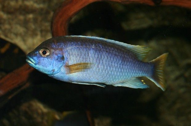 A blue Lake Malawi cichlid