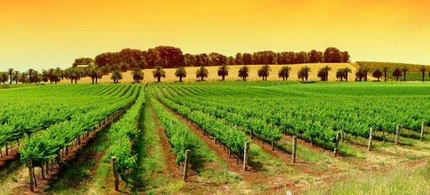 Certain vineyards produce wines containing higher arsenic levels