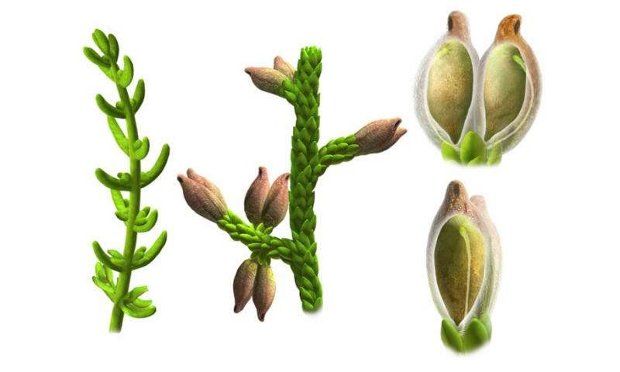 Illustration shows the plant, its fruits and its seeds