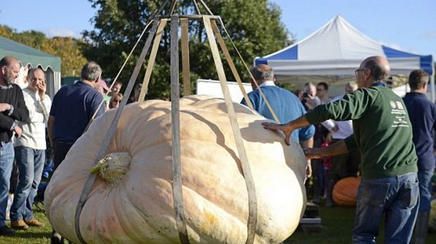 This pumpkin is Britain's heaviest ever