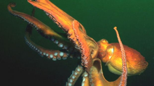 Giant Octopus (Octopus dofleini)