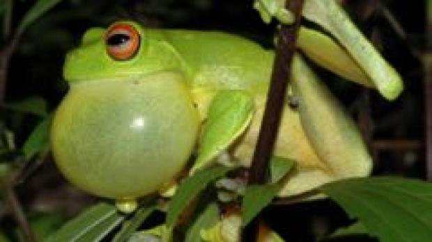 Huge vocal sac of an Australian tree frog male (Litorina chloris)