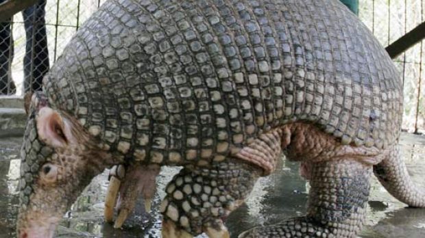 Giant armadillo (Priodontes giganteus), the largest species