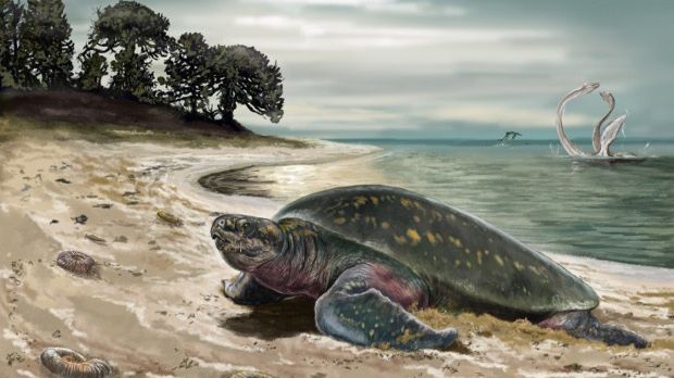 Artist's rendering of the ancient sea turtle