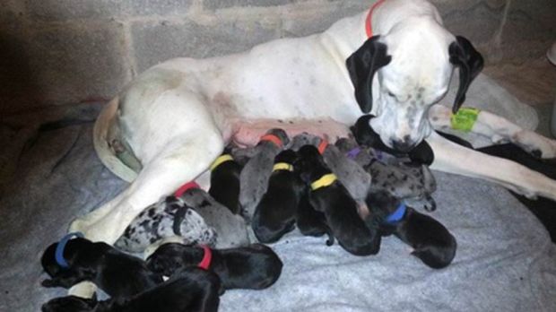 Great Dane delivers 19 puppies