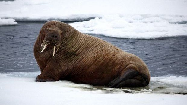Like polar bears, walruses need sea ice to survive