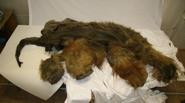 This woolly mammoth is 39,000 years old