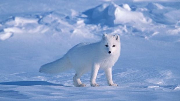 Evidence indicates Arctic foxes might originate from Tibet