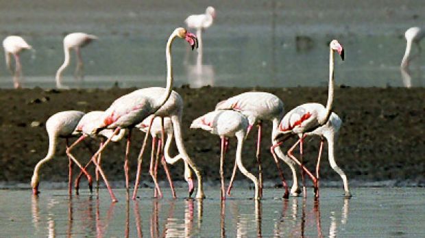 Greater flamingo (Phoenicopterus ruber)