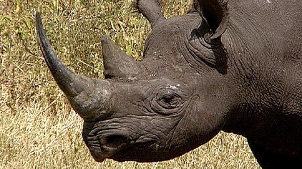 Black rhino head with pointed lip