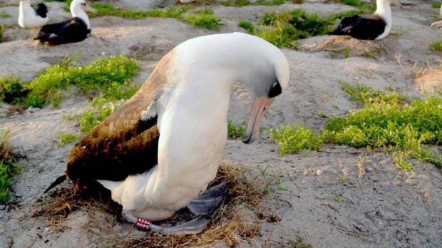 Meet Wisdom, possible the world's oldest Laysan albatross
