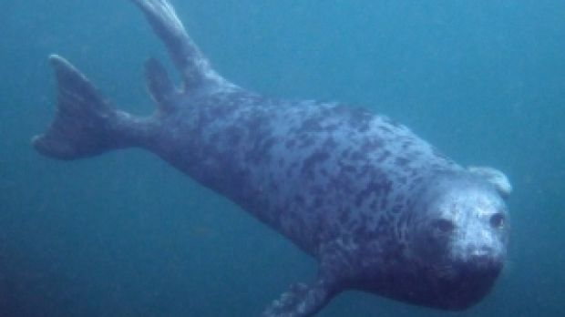 Diving gray seal (Halichoerus grypus)