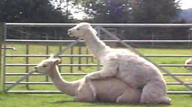Just like camels, llamas mate laying on the ground