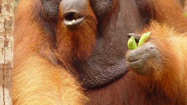 Dominant Sumatran male orangutan