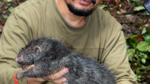 Mammalogist Martua Sinaga holds a 3-pound (1.4-kg) new giant rat