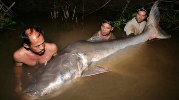 The newly captured giant Mekong catfish