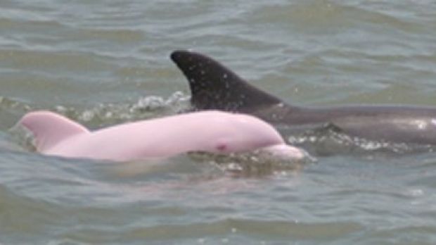 The Louisiana pink dolphin
