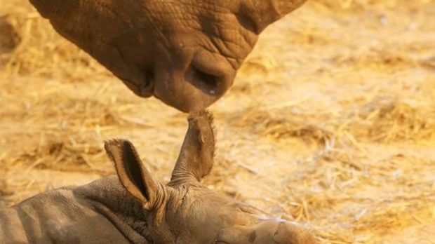 Denmark's Copenhagen Zoo welcomes adorable baby rhino