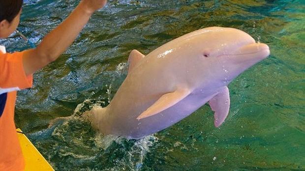 Albino dolphin changes color when emotional