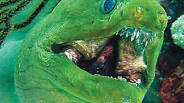 Front of a moray eel
