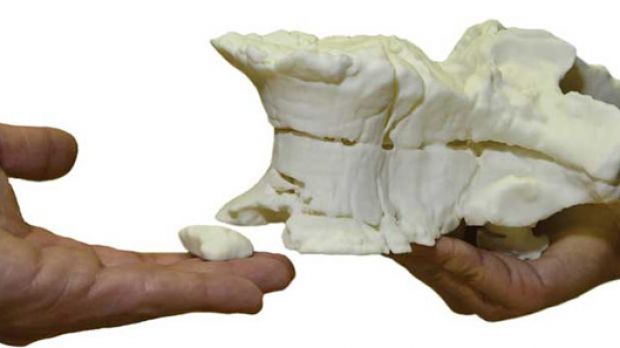 Old fossil identified at last thanks to 3D printed mockup