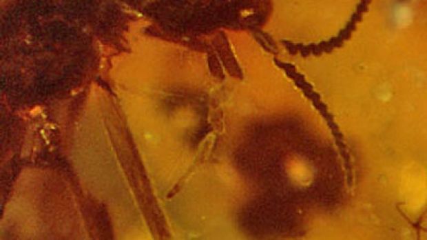 An ancient horned fly, trapped in amber, is now called Cascoplecia insolitis from the Latin "cascus" for old, and "insolates" for strange and unusual