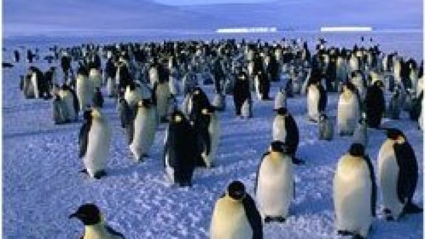 A colony of imperial penguins in Antarctica