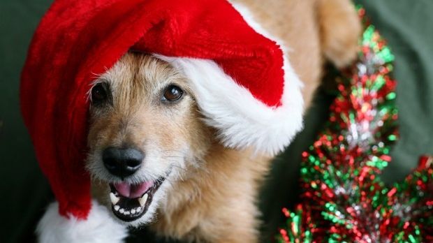 Cute dog wearing a Santa hat