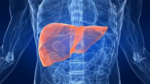 Artificial liver could help treat alcoholic hepatitis, other similar conditions