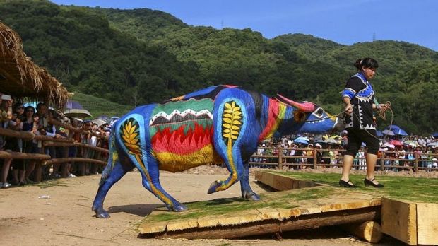 A total of 48 bulls served as a canvas for talented bodypainting artists who created beautiful designs on their skin