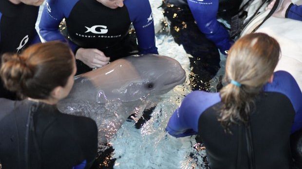 Baby beluga whale born at Georgia Aquarium in the US