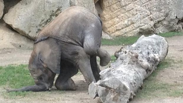 Baby elephant at Austrian Zoo falls on his trunk