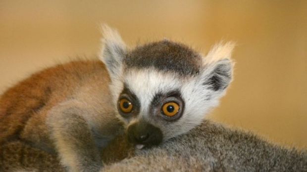 Baby lemur born at zoo in the US
