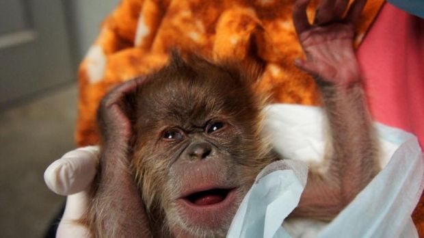 On January 7, a baby orangutan was born in the US