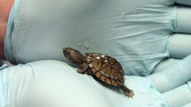 Baby turtles rescued from traffickers