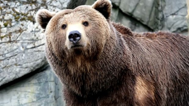 Mailman in Canada fails to deliver package because of a bear