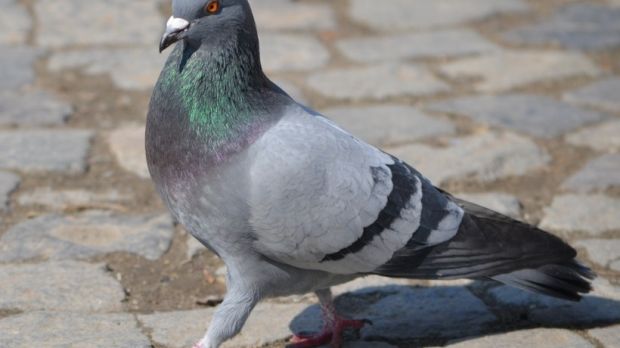 Authorities in Wooster, US, want to put local pigeons on the pill