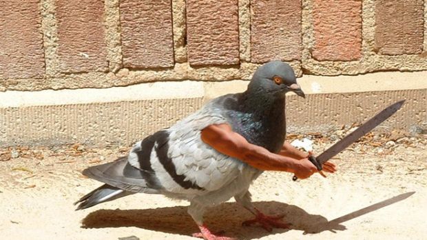 Images of birds are edited to have human arms attached to their sides
