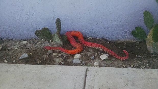 Pink rattlesnake captured in Utah, US