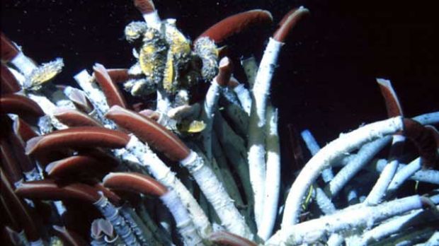 Riftia, giant tube worm