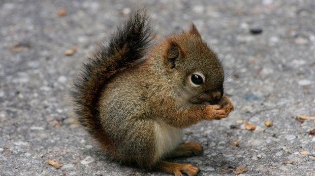 Young woman in New York attacked by squirrel