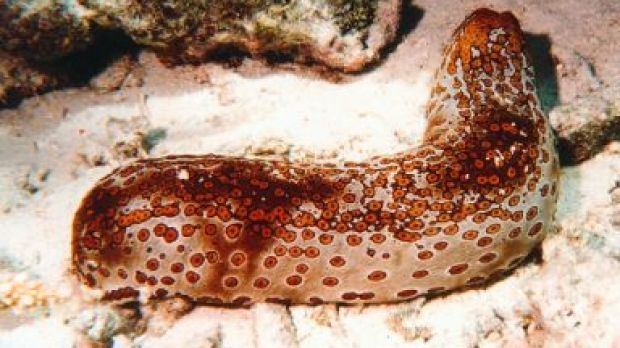 Leopard Sea Cucumber