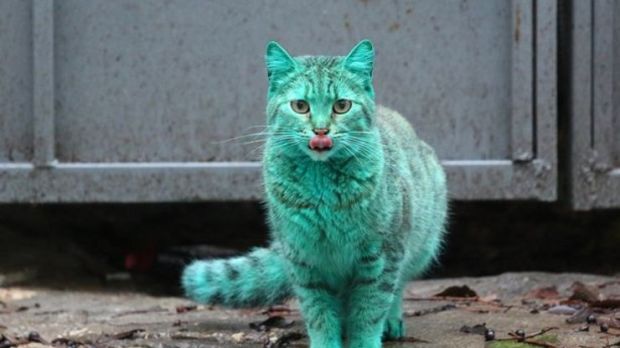 Bulgaria is now home to a green cat