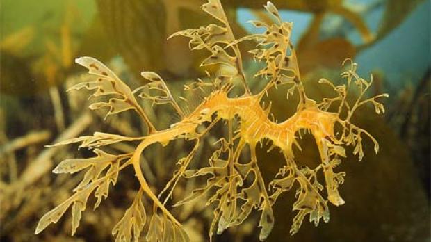 This is a fish, not an algae: the leafy sea dragon