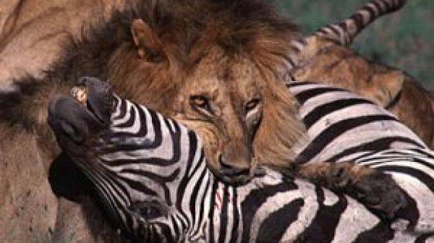 Lion suffocating a zebra