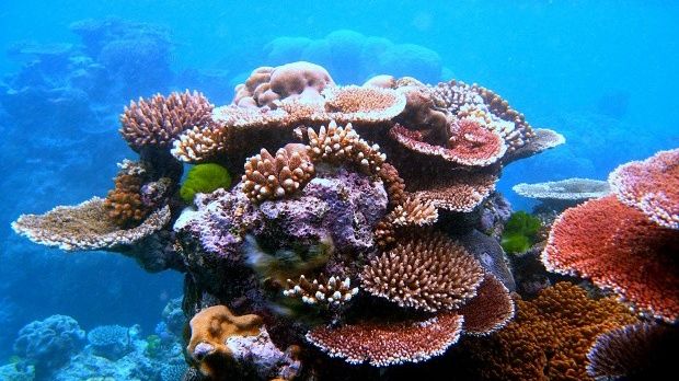 Hundreds of years ago, living corals were used as a construction material
