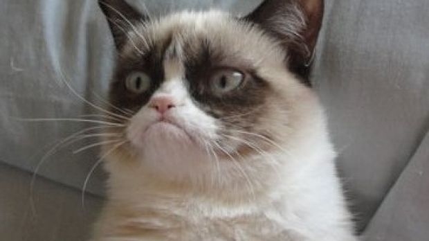 Grumpy Cat is the most famous feline in the world