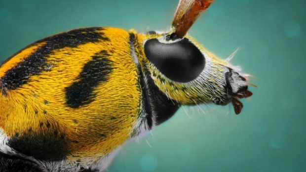 The unseen face of insects