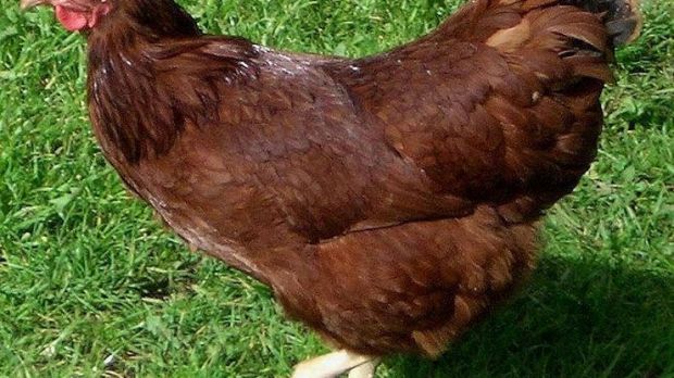Chickens are closely related to dinosaurs